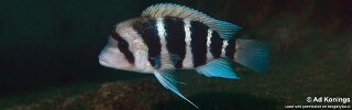 Cyphotilapia frontosa 'Siyeswe Bay'.jpg