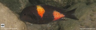 Tropheus sp. 'kirschfleck' Siyeswe Bay.jpg