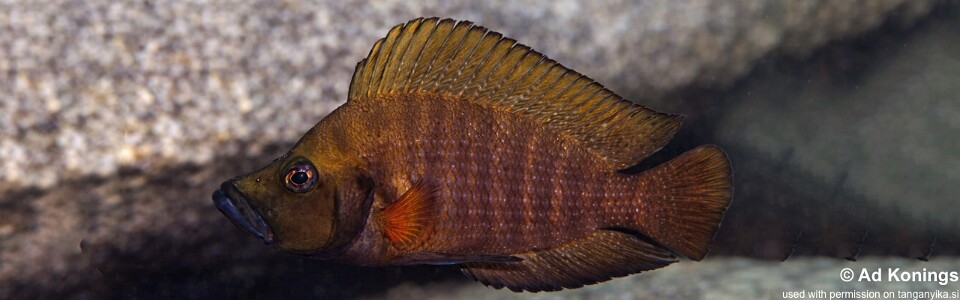 Altolamprologus compressiceps 'Siyeswe Bay'