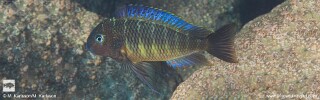 Tropheus moorii 'Taala (Lusembwa) Point'.jpg