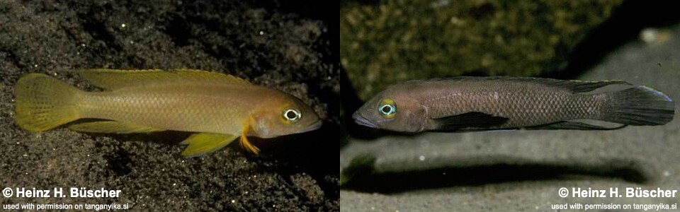 Neolamprologus pectoralis 'Tembwe (Deux)'