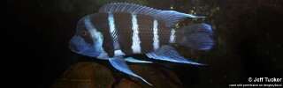 Cyphotilapia gibberosa 'Tembwe (Deux)'.jpg