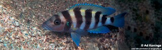 Neolamprologus sexfasciatus 'Tembwe (Deux)'.jpg