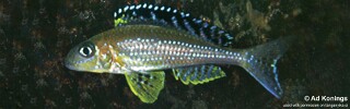 Xenotilapia papilio 'Tembwe (Deux)'.jpg
