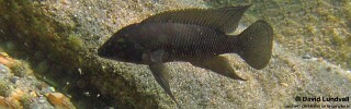 Neolamprologus cf. petricola 'Tongwa'.jpg