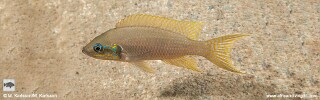 Neolamprologus brichardi 'Tundu'.jpg