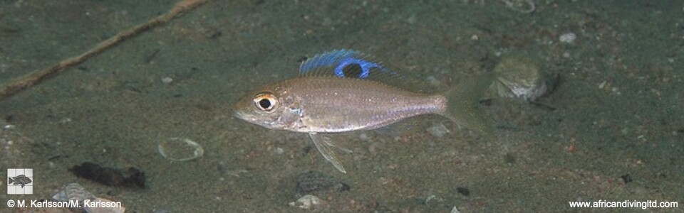 Ectodus descampsii 'Ulwile Island, Musi Point'