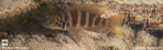 Neolamprologus savoryi 'Ulwile Island'.jpg