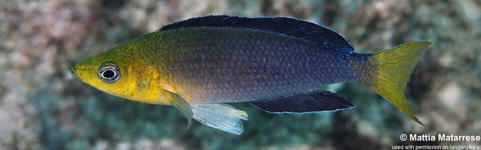 Cyprichromis sp. 'leptosoma jumbo' Yamsamba Island
