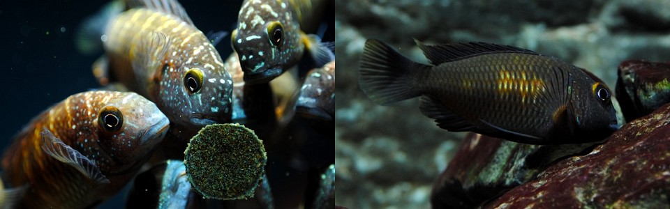 Lake Tanganyika cichlids feeding