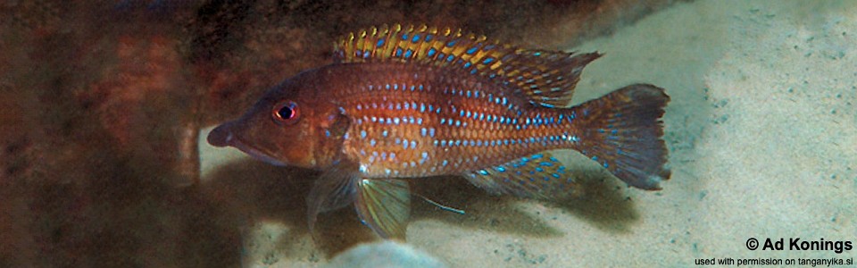Gnathochromis permaxillaris 'Kambwimba'