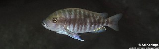 Petrochromis fasciolatus 'Moliro'.jpg