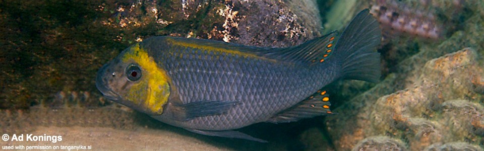 Petrochromis polyodon 'Cape Nangu'