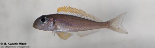 Xenotilapia flavipinnis 'Kashenge'.jpg